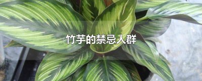 ​竹芋可以吃吗? 竹芋可以生吃吗