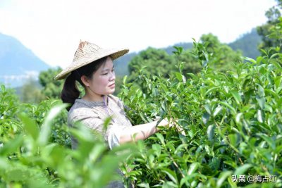 ​梅占茶的特点（梅占茶树图片）