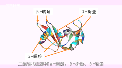 ​蛋白质的二级结构是什么型 蛋白质的二级结构是什么结构