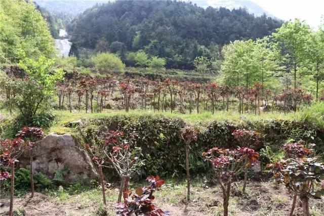 中国第一极限漂流——婺源五龙源漂流