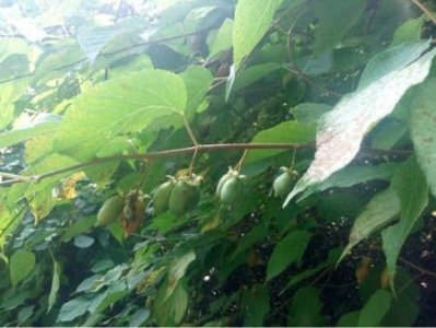 ​东北大山里的狗枣子，营养价值极高，农民要想找到它却很难