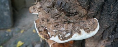 ​樱桃树下长的灵芝叫什么 樱桃树下长的灵芝叫什么名字