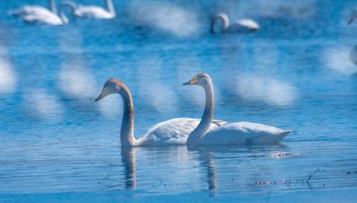​天鹅是几级保护动物