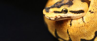 最大的蚺有多大