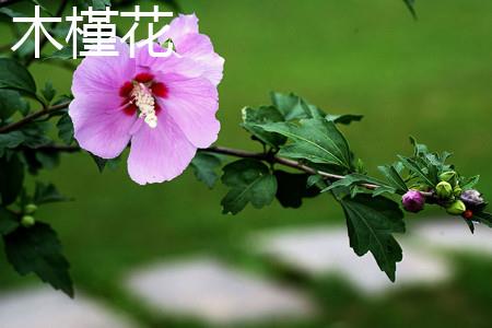 木槿花 木槿花