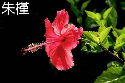 朱槿和木槿花的区别