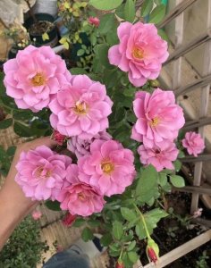 这几个字怎么念(积善是什么意思)