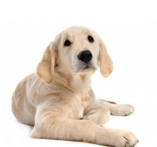 人活着还不如一只狗