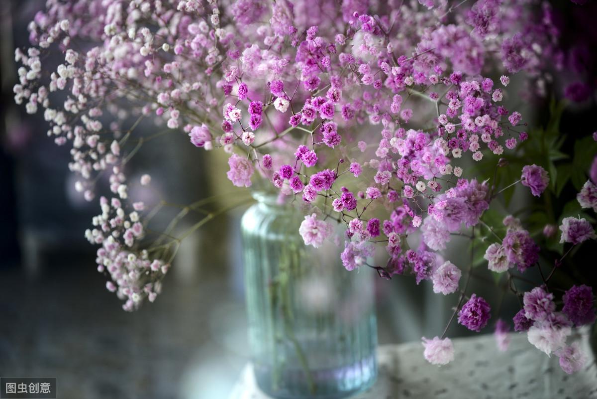 满天星的花语和寓意(满天星需要插在水里吗)