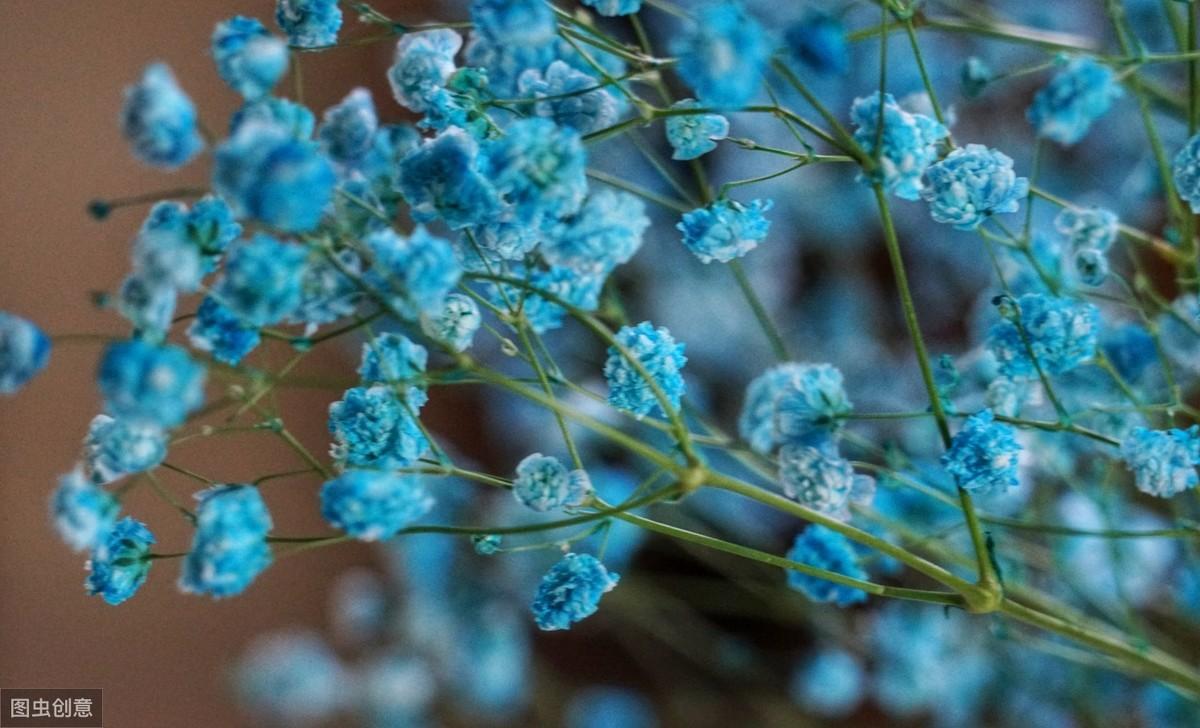 满天星的花语和寓意(满天星需要插在水里吗)