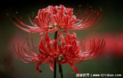 ​彼岸花为什么不能养，茎叶误食会中毒(养植需要小心谨慎)