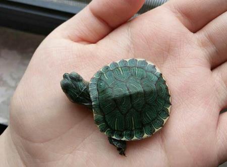 捡到乌龟有什么忌讳吗