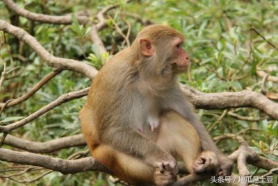 ​人工养殖猴子去哪里买(人工养殖猴子犯法吗)