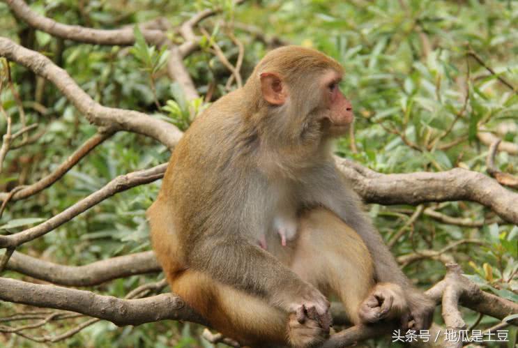 人工养殖猴子去哪里买(人工养殖猴子犯法吗)