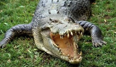 ​用鳄鱼的眼泪比喻什么(鳄鱼的眼泪讽刺什么)