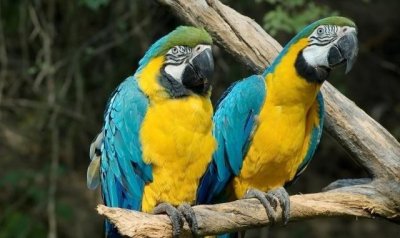 ​蓝黄金刚鹦鹉长什么样子，你知道吗？