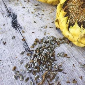 ​生核桃有毒吗(生核桃毒性)