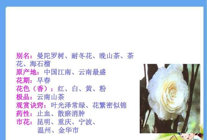 山茶花有什么特点和用途