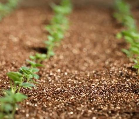 内蒙古红皮土豆怎么烧(内蒙古马铃薯到底有多好吃)(2)