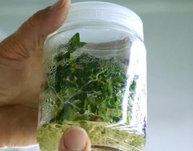 ​内蒙古红皮土豆怎么烧（内蒙古马铃薯到底有多好吃）