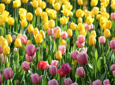 ​土培郁金香多久开花？郁金香多久开花什么季节