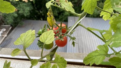 ​这几个无土栽培阳台蔬菜的小技巧，你记好了吗？