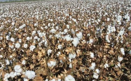 白露穿什么衣服合适，农村有个俗话说：“白露身不露，寒露脚不露。”有什么深层的道理吗？图3