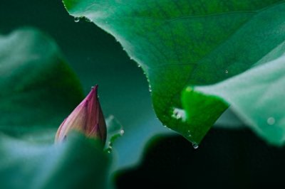 ​女性半夜莲花开什么意思(“女子半夜莲花开”是什么意思？是不是很让人想入非非