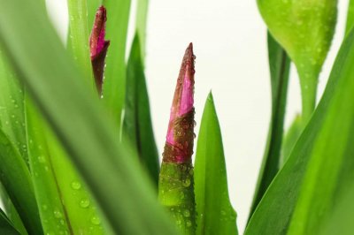 ​姜荷花的养殖方法