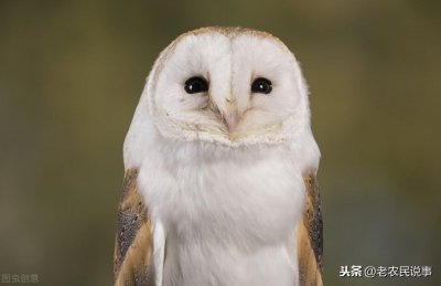 ​俗语“不怕猫头鹰叫，就怕猫头鹰笑”，为啥？3条依据，看完明白