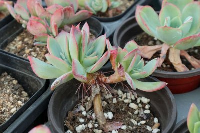 ​中年大叔痴迷多肉，养得比亲儿子还胖！