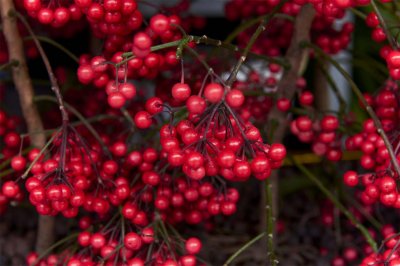 ​富贵籽的养殖方法和注意事项