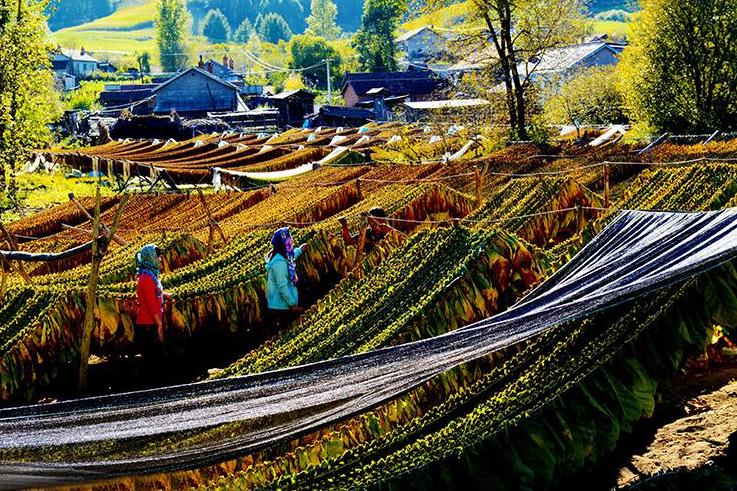 吉林市都有什么路（吉林市多大面积）