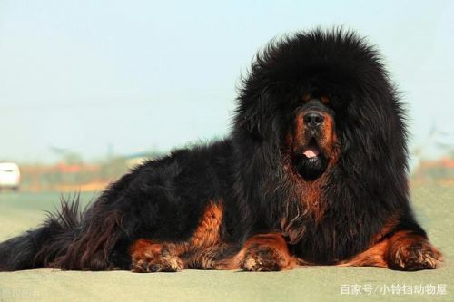 东北虎发怒一连咬死三头狮子(东北虎可以秒杀藏獒吗)-第1张图片-