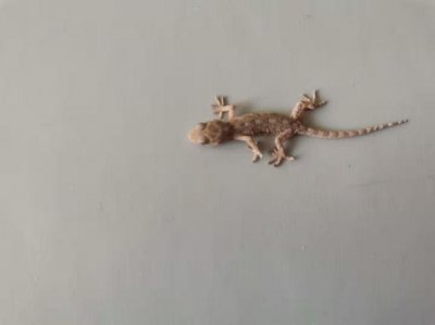 ​壁虎为什么会断尾巴又会长出来