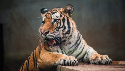 ​恶有恶报打一动物