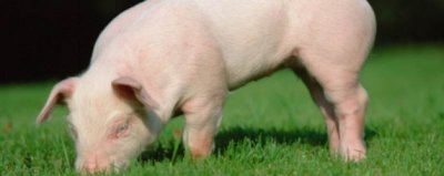 ​猪的雅号和别称