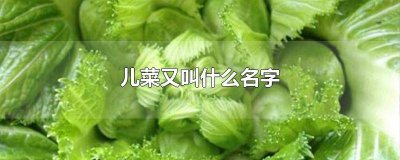 ​儿菜名字的由来和含义 儿菜的来历