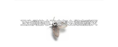 ​卫生间的小飞虫怎么彻底消灭