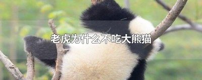 ​老虎为什么不吃大熊猫