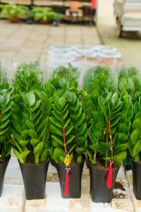 ​金钱树怎么养才茂盛