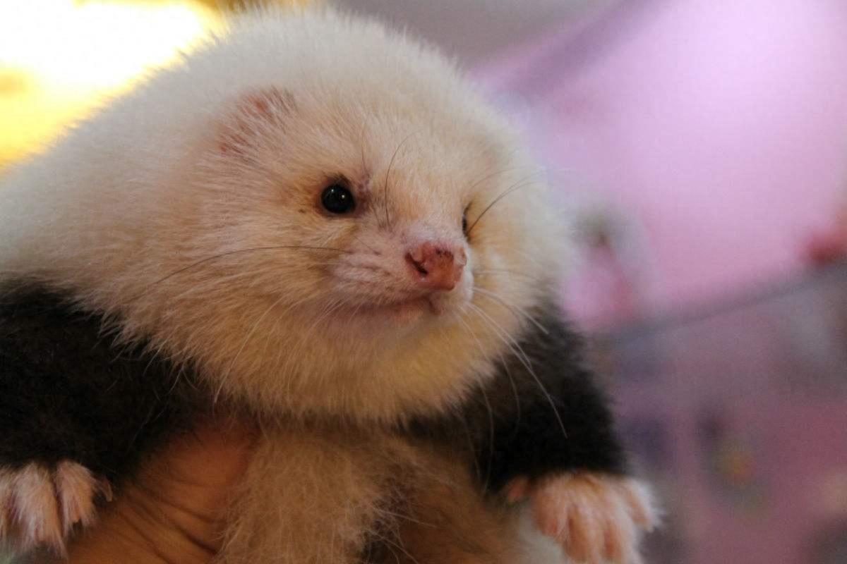 宠物貂，长得迷你好想养一窝