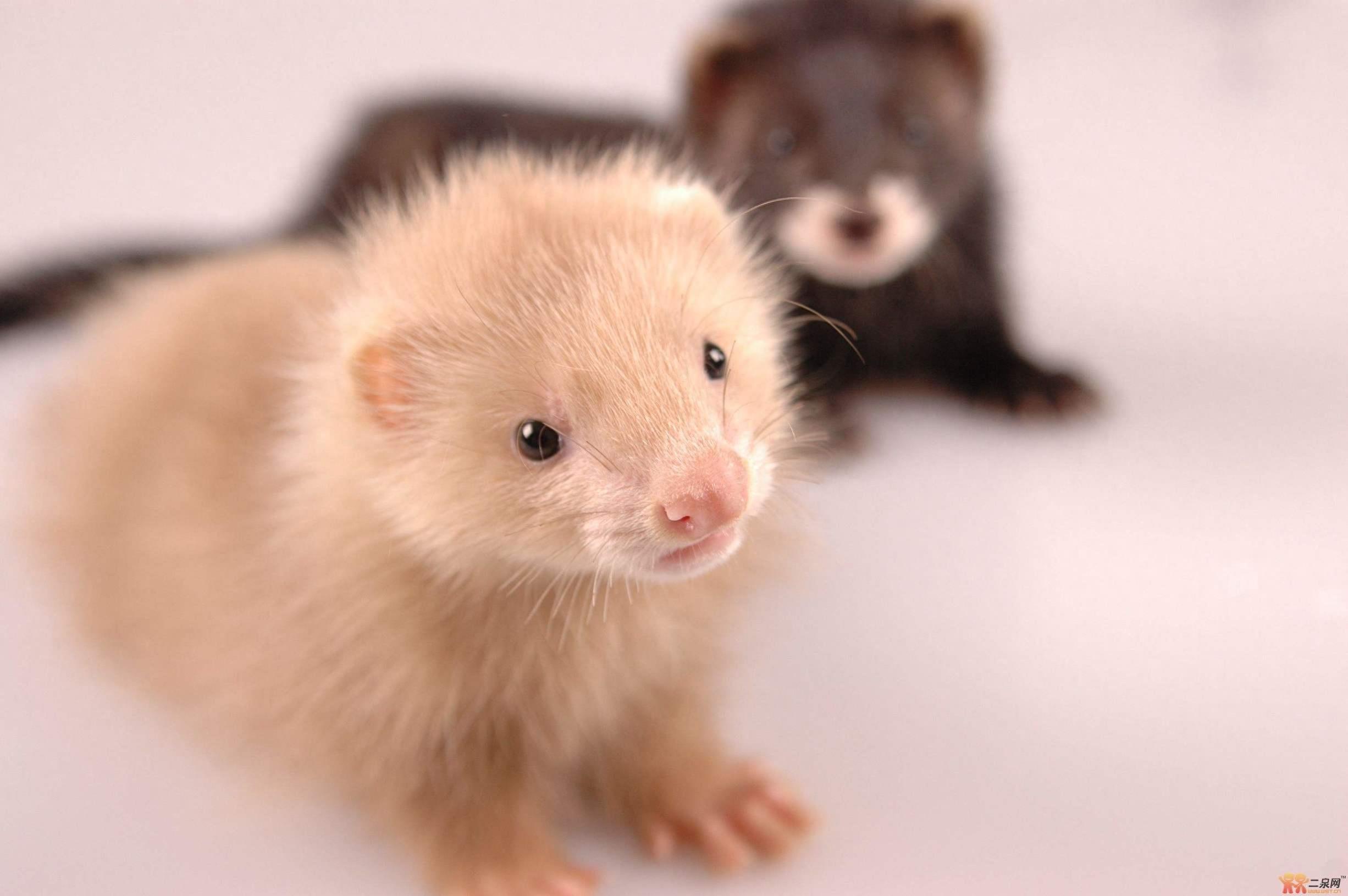 宠物貂，长得迷你好想养一窝