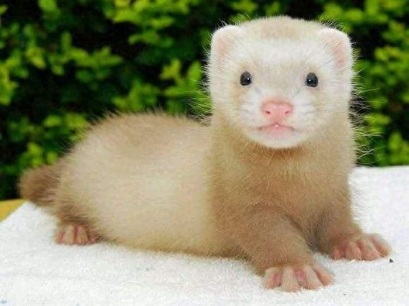宠物貂，长得迷你好想养一窝