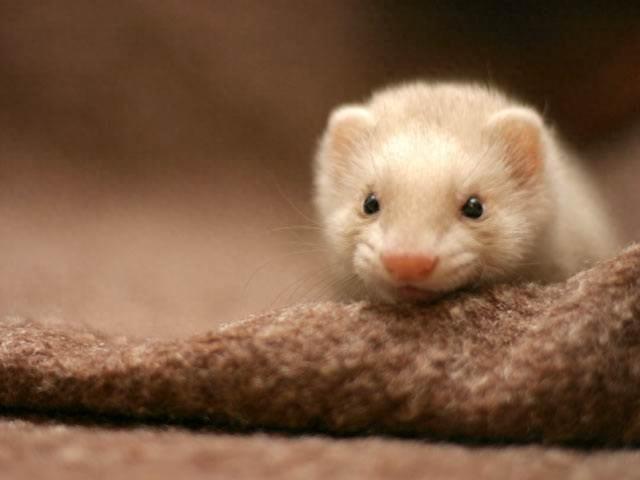 宠物貂，长得迷你好想养一窝