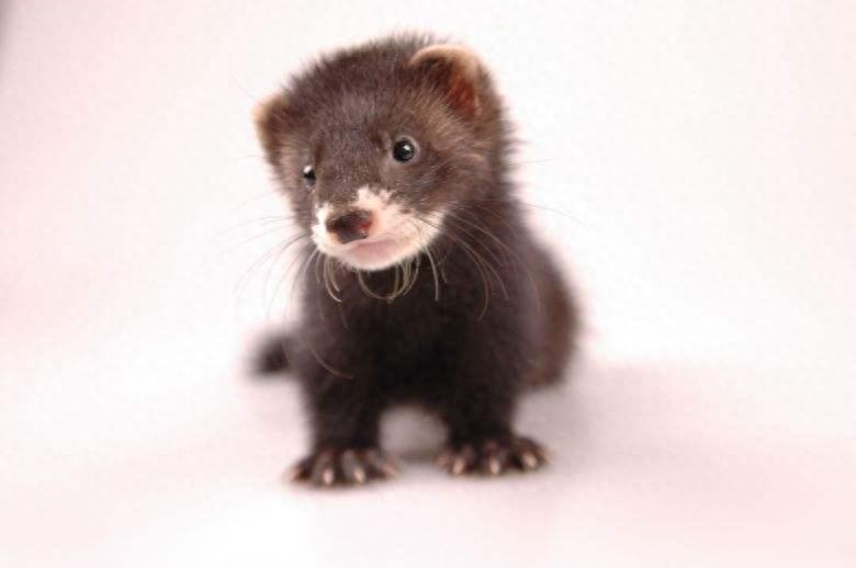 宠物貂，长得迷你好想养一窝