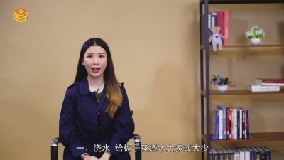 ​栀子花叶子发黄是什么原因