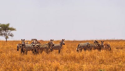 ​科摩罗的中国人 科摩罗发达吗