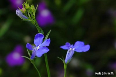 ​这花如一只美丽的蝴蝶展翅飞翔，又名翠蝶花，花色五彩斑斓花期长