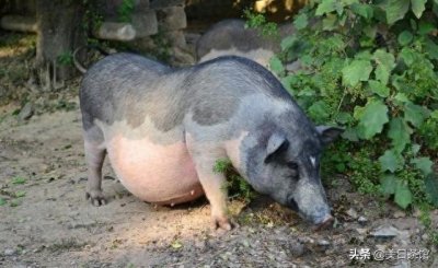 ​猪肉贵？那是你没见过“五脚猪”